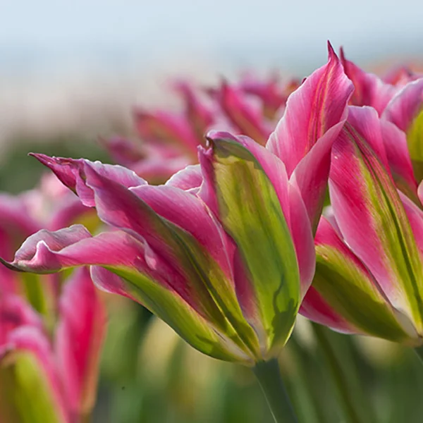 UncommonlyPinkTulips.jpg
