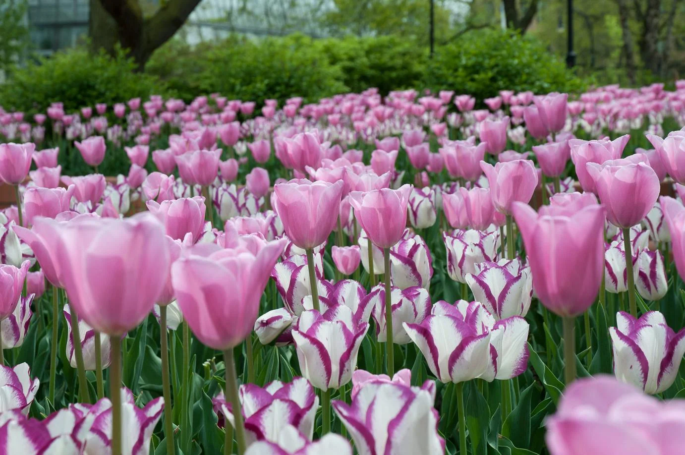 PinkWhiteTulip.jpg