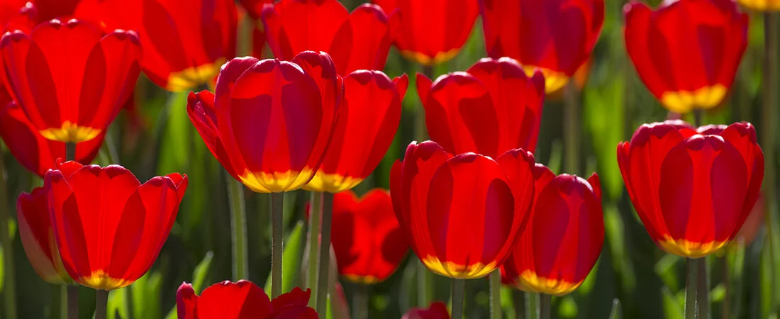 Red Tulips.jpg
