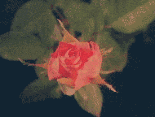 yoga5.gif