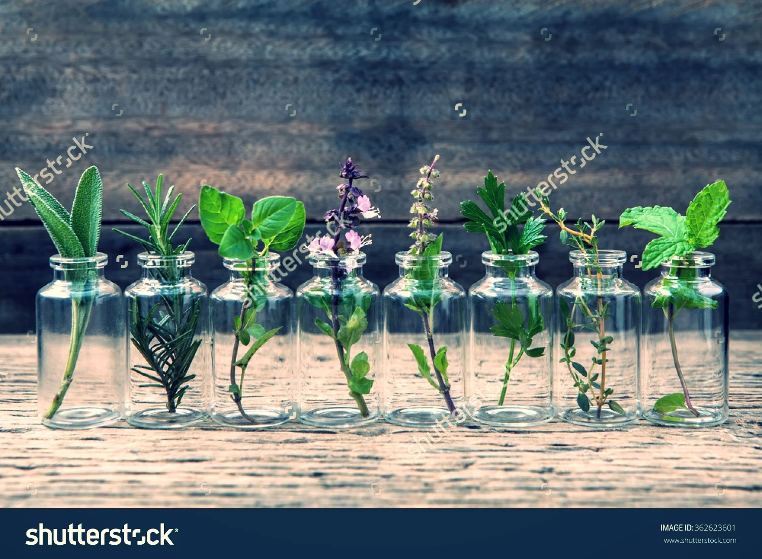 herbs.jpg