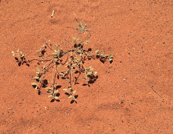 Life in the desert