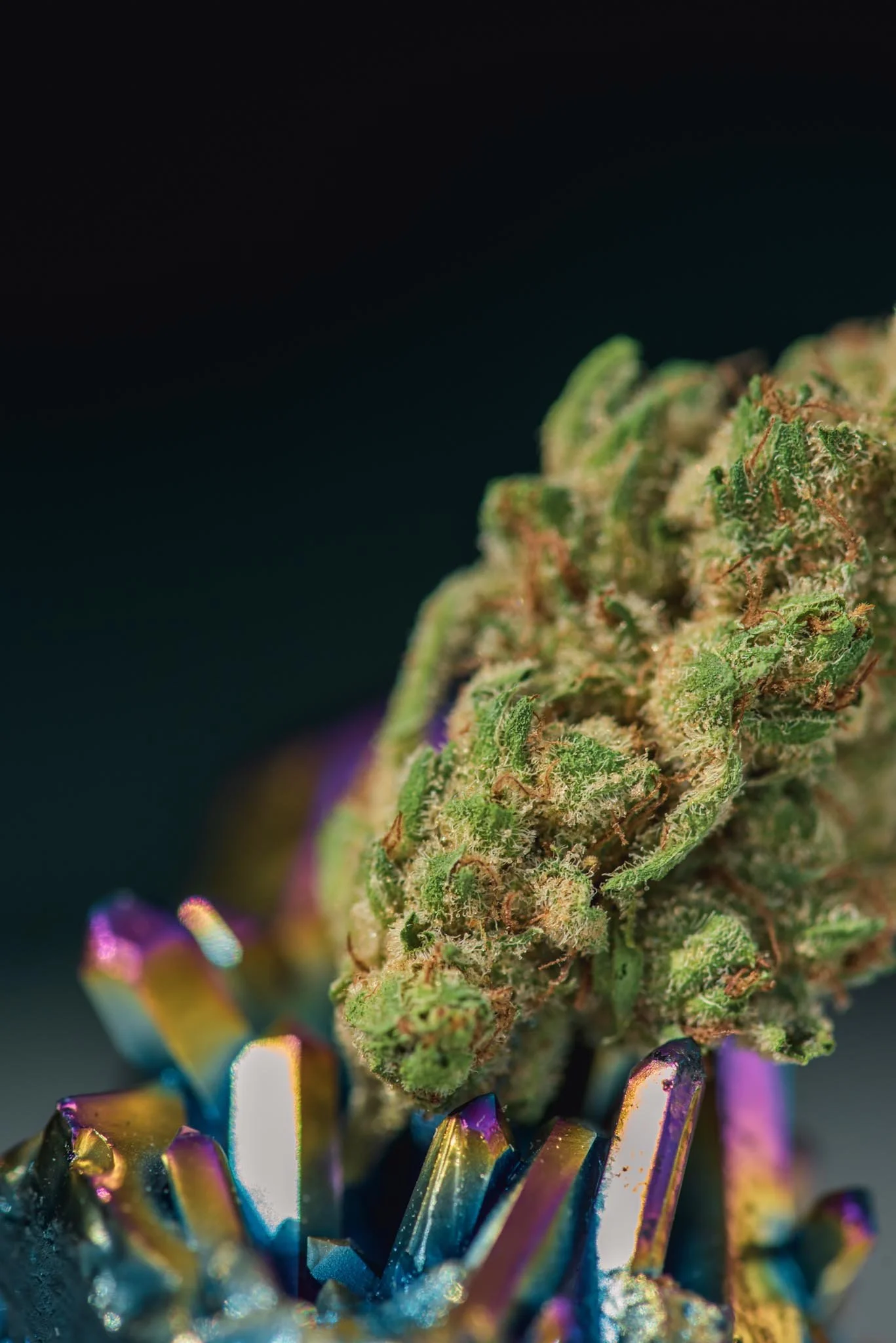 CannabisPortfolio-6.jpg