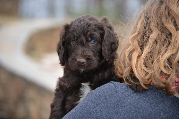 newfiedoodle breeders near me