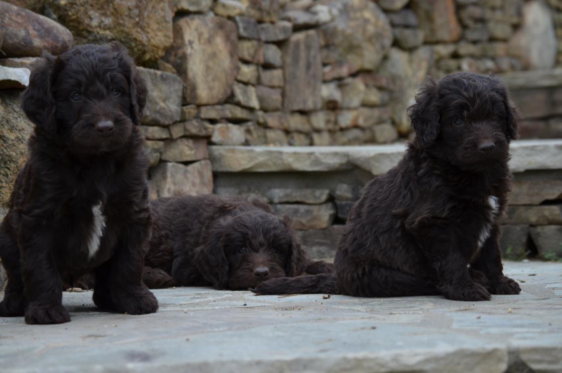 Chocolate-Newfiedoodle-puppy (2).jpeg