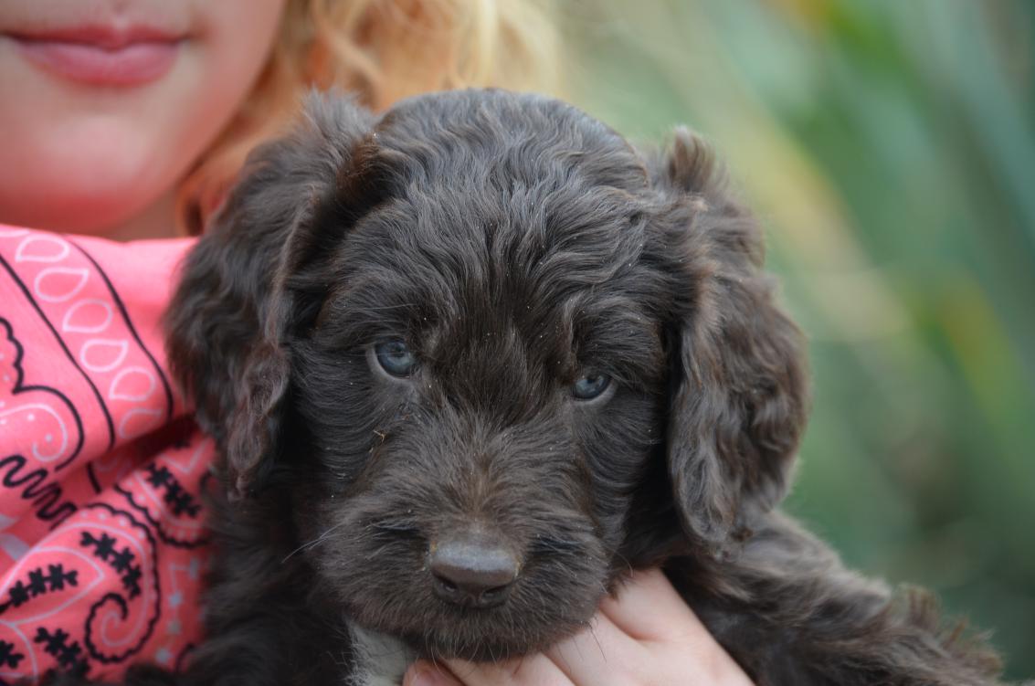 landseer poodle mix