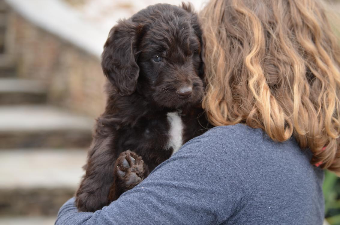 Newfypoo-puppy (7).jpeg