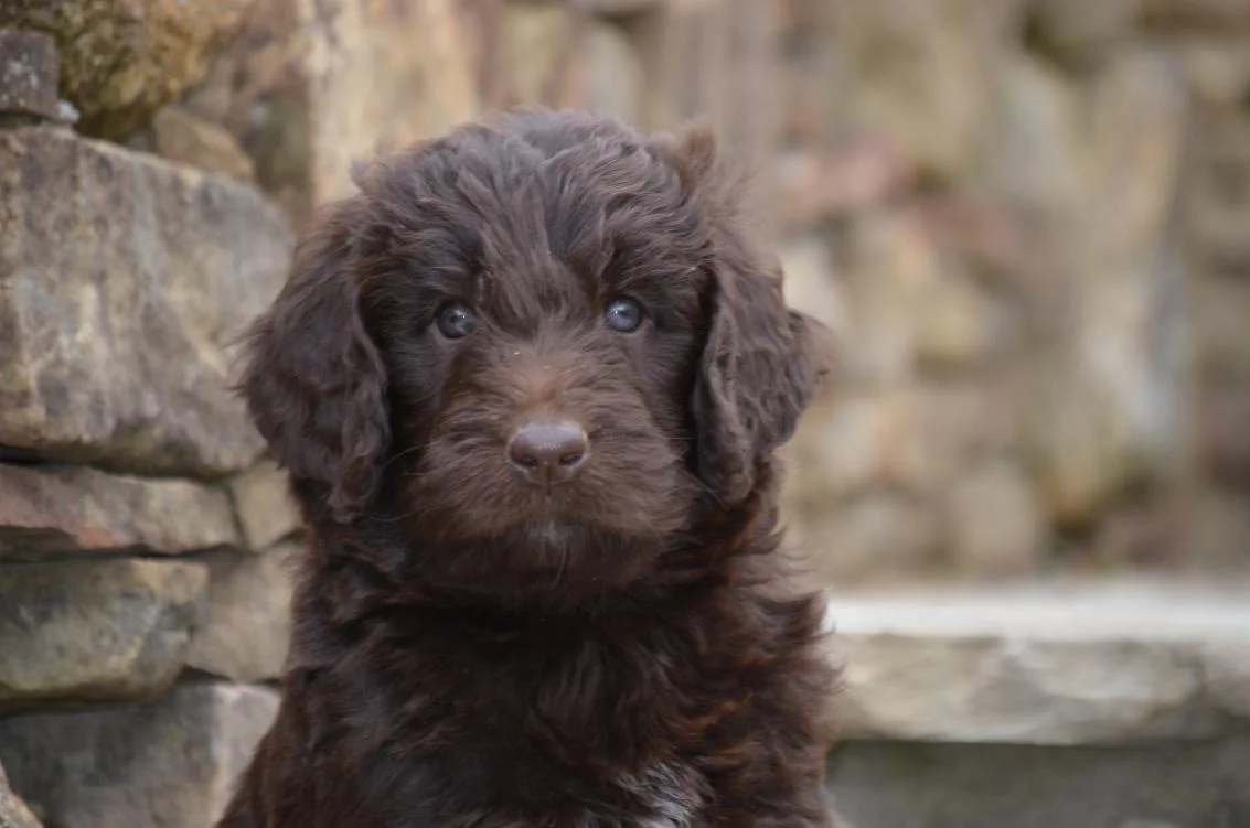 mini newfoundland poodle