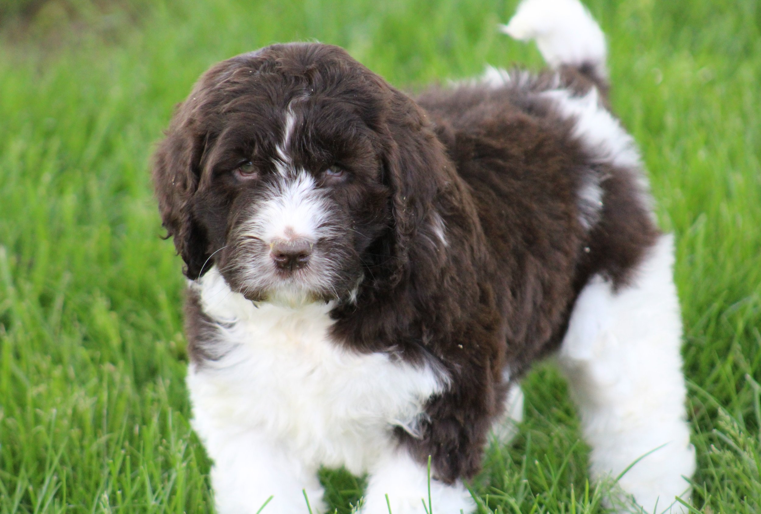 newfiedoodle breeders near me