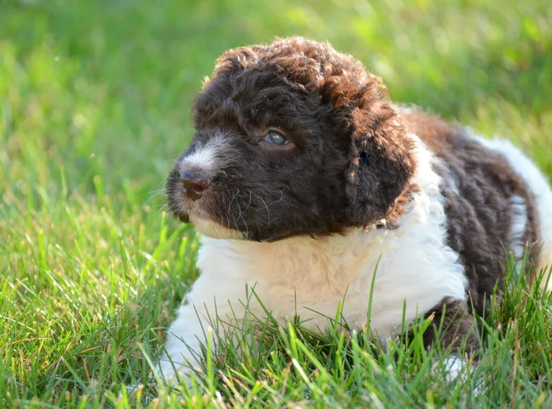 landseer-newfypoo-puppy.jpg