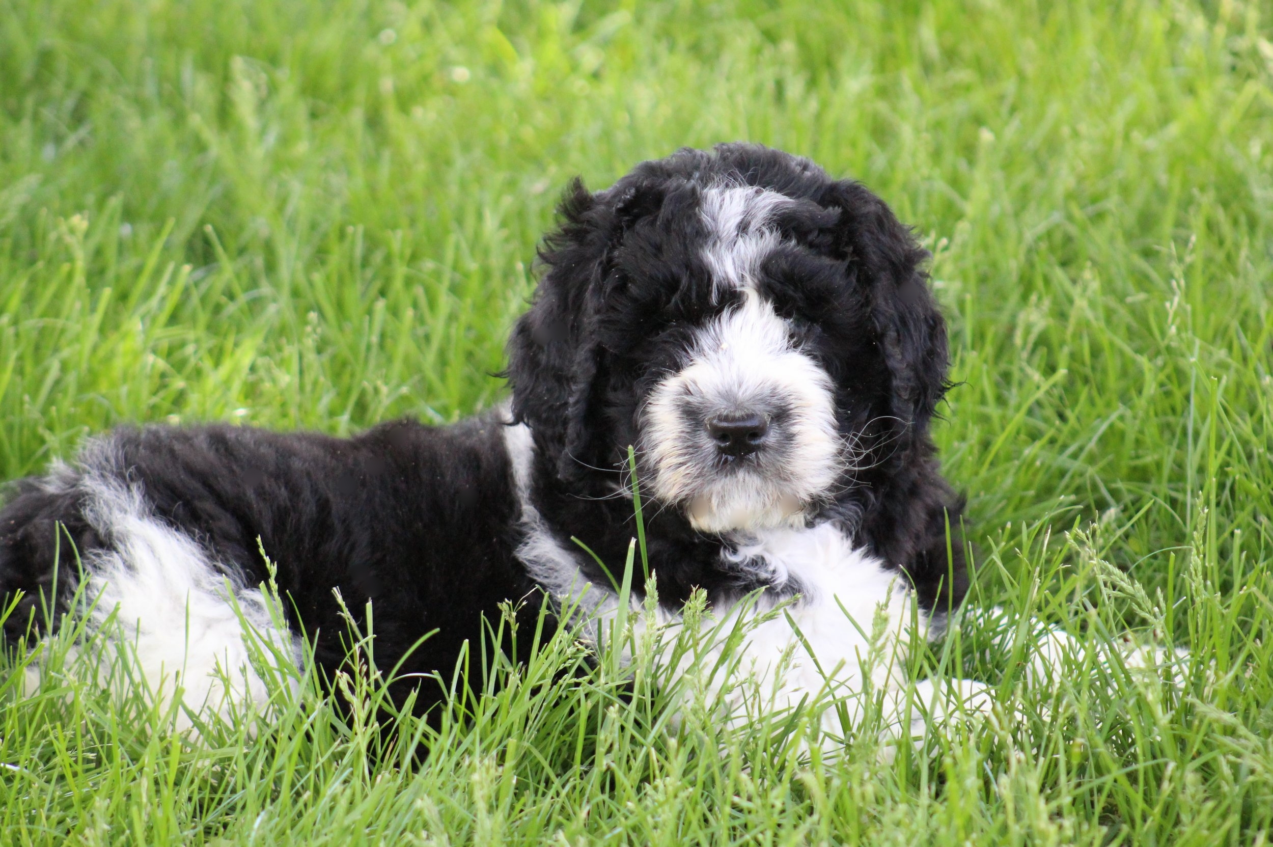 newfiedoodle puppies for sale in pa