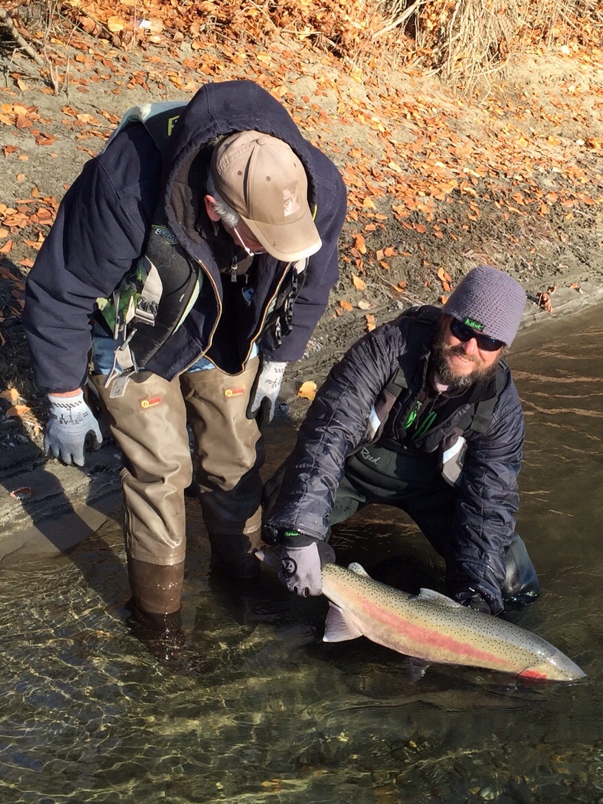 Steelhead fishing is really picking up — Bobber Down Guide Service