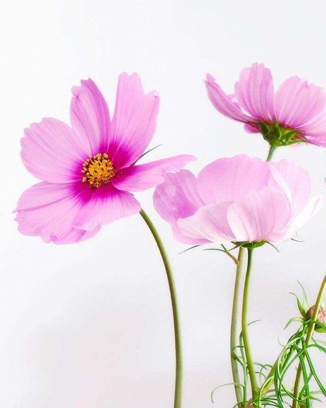 It's officially Spring! Here's a list of reasons we love this season:⠀⠀⠀⠀⠀⠀⠀⠀⠀
1. Blooming flowers⠀⠀⠀⠀⠀⠀⠀⠀⠀
2. Birdsong⠀⠀⠀⠀⠀⠀⠀⠀⠀
3. Baby animals being born⠀⠀⠀⠀⠀⠀⠀⠀⠀
4. Warmer temps⠀⠀⠀⠀⠀⠀⠀⠀⠀
5. Spring cleaning! #cleanhouse #cleaningservices #housekeep