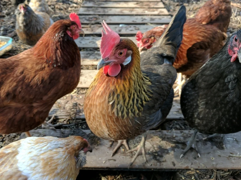 Chickens