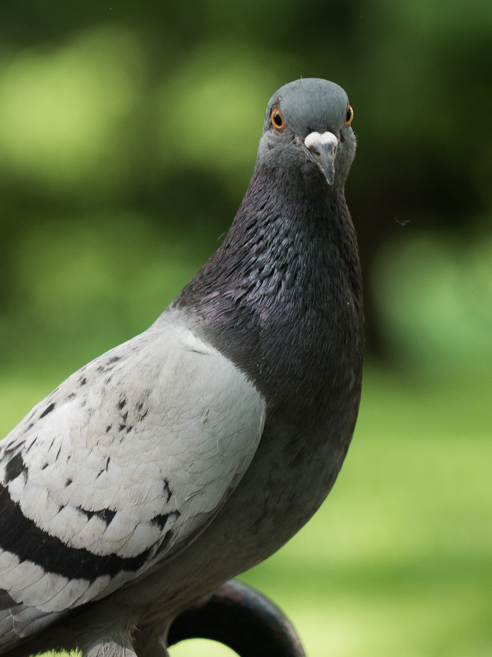 Pigeon