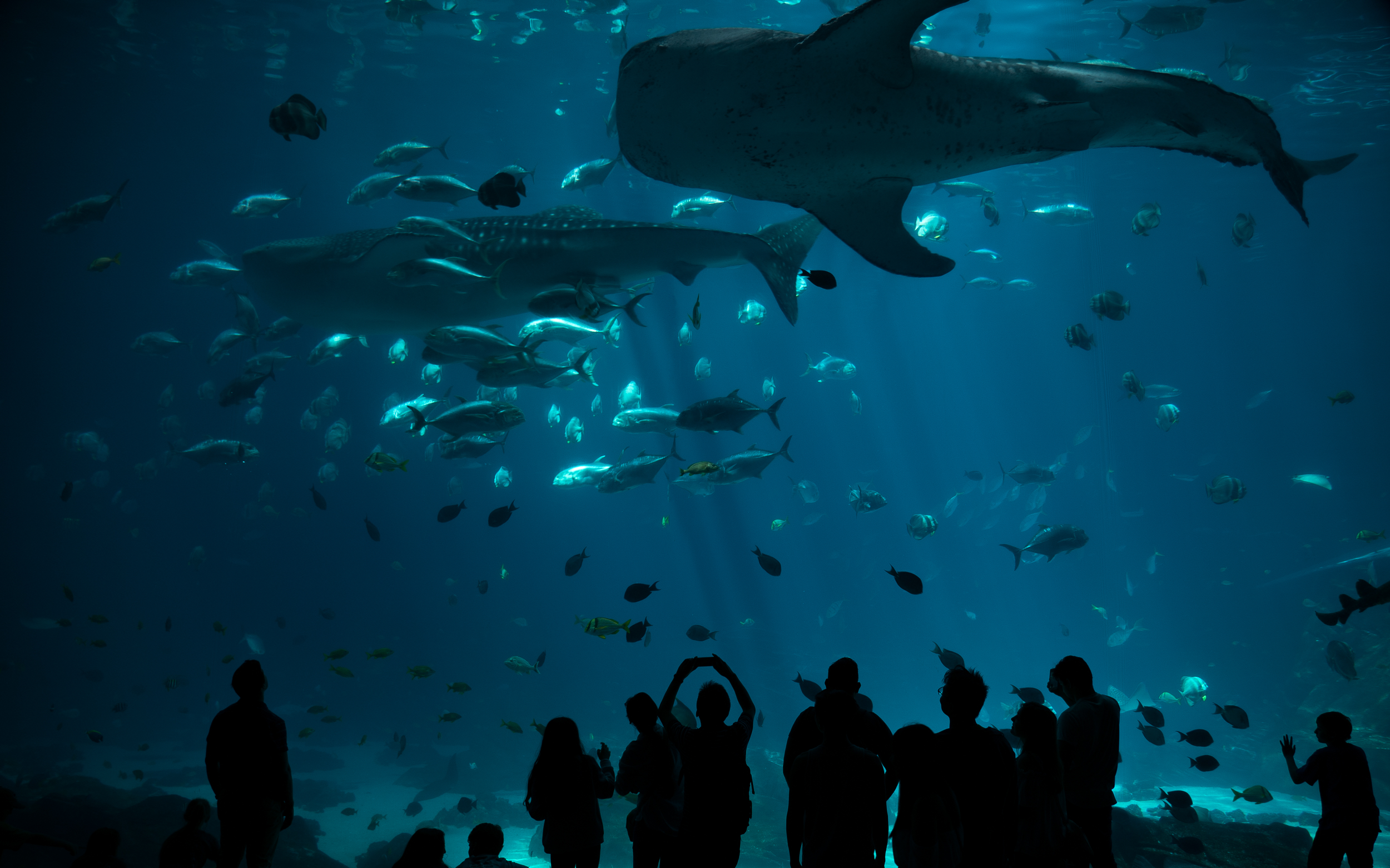 Georgia Aquarium