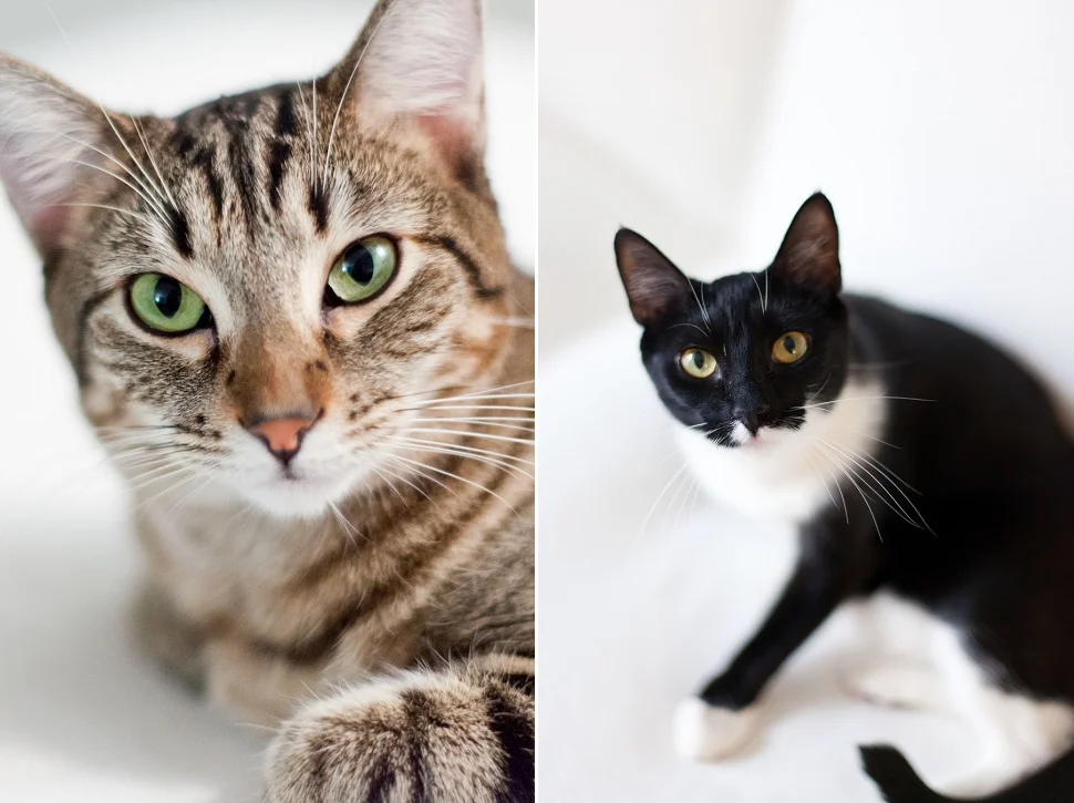 WE LOVE OUR KITTIES!