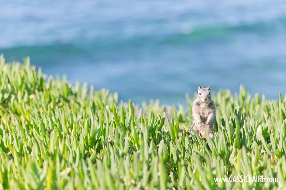 California-Photographer_CassiClaire_08.jpg