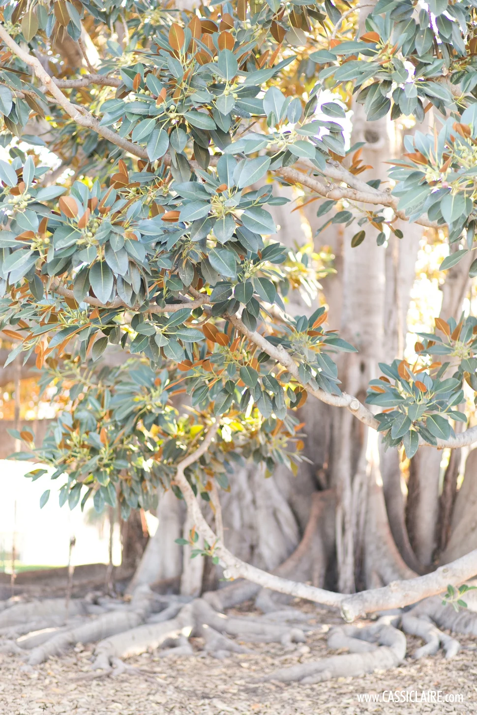 California-Photographer_CassiClaire_10.jpg