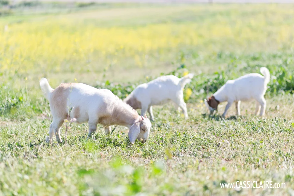 Photo-Field-Trip-2015_CassiClaire_14.jpg