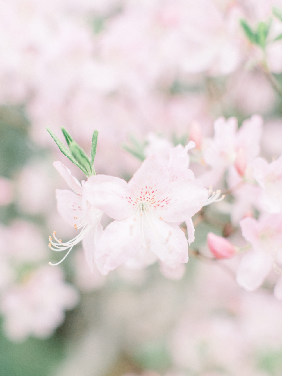 Cross-Estate-Gardens-Photographer-Cassi-Claire_02.jpg