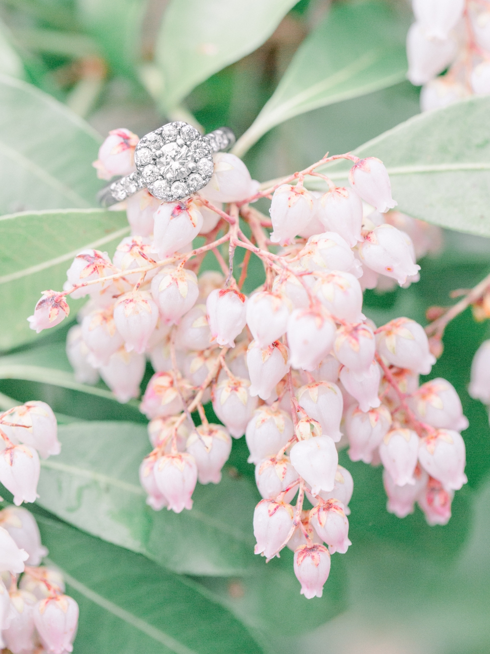 Cross-Estate-Gardens-Photographer-Cassi-Claire_06.jpg