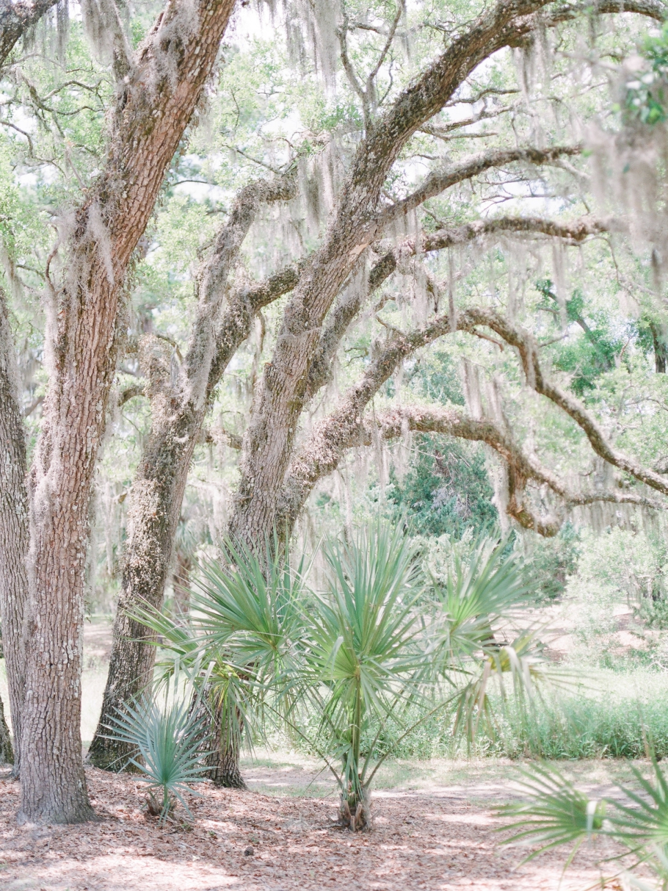 Cypress-Trees-Plantation-Wedding-Charleston-SC-Edisto-Island-Wedding_43.jpg