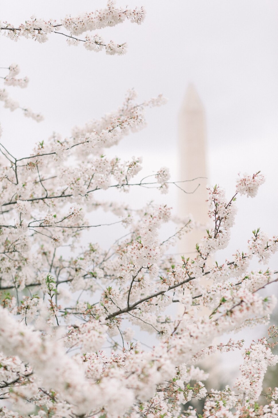 DC-Engagement-Session-Lincoln-Memorial-Cherry-Blossoms-Downtown-DC_Cassi-Claire_019.jpg