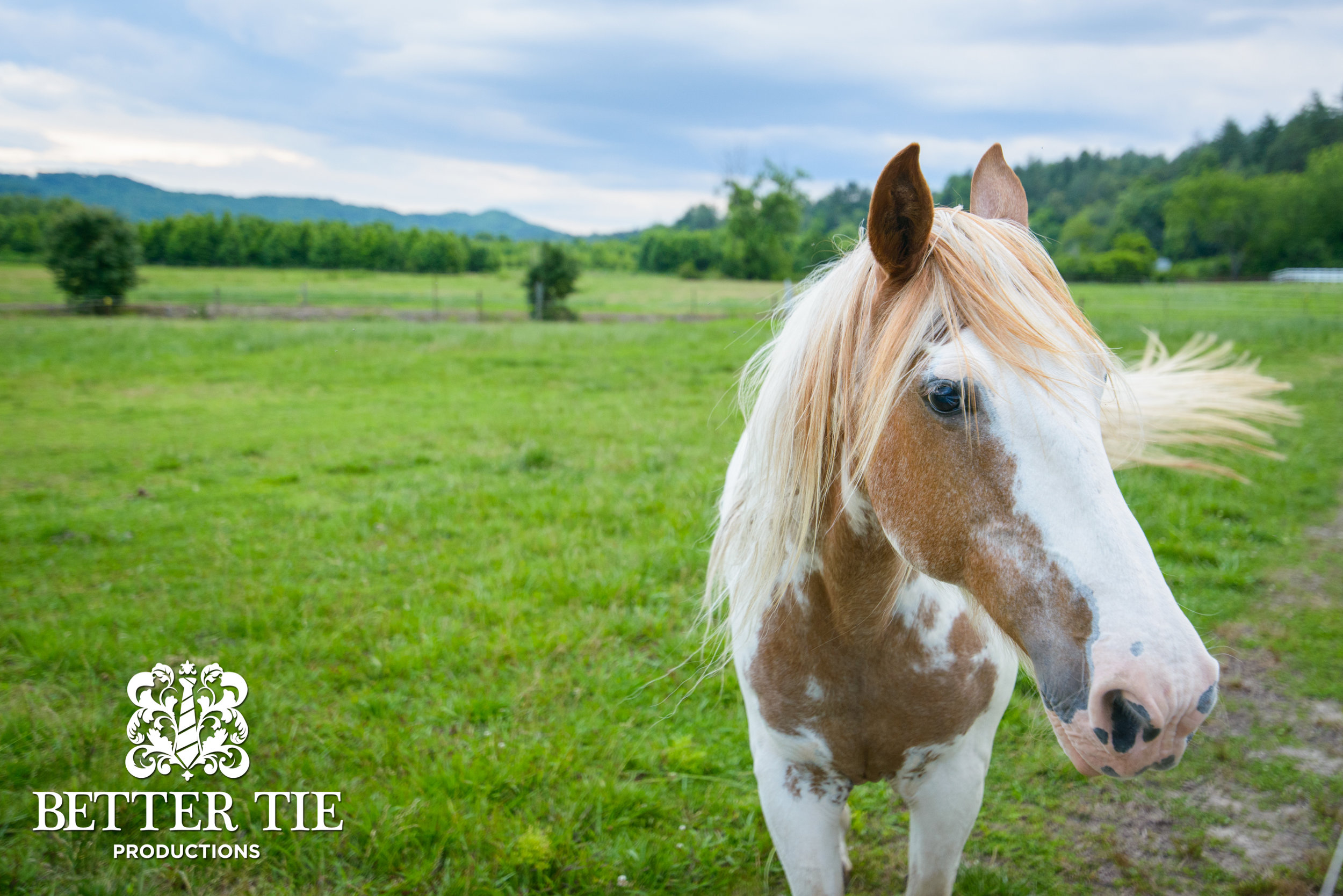 Ashton and Josh | Engagement Photo | Brevard NC-68.jpg