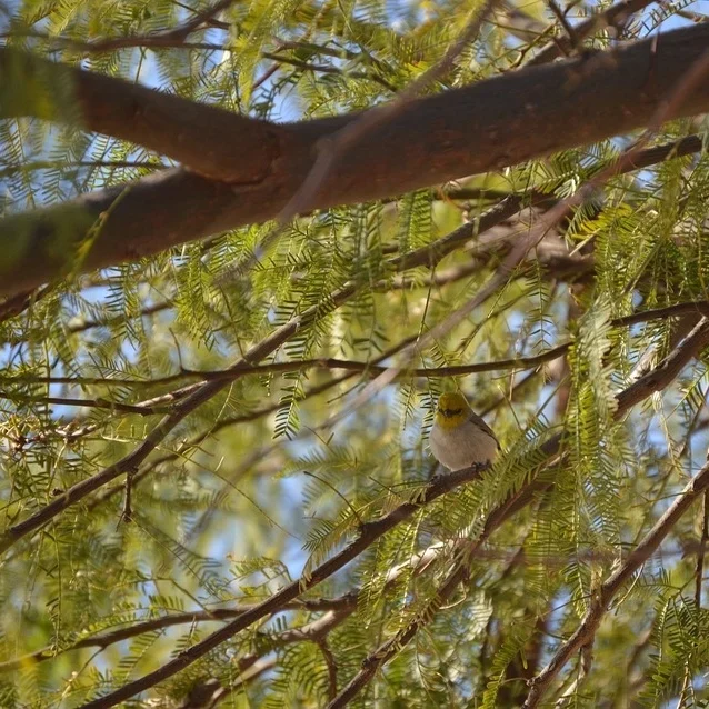 SRP will give qualifying households two free desert trade trees but this is a short-time offer, so sign up immediately. 