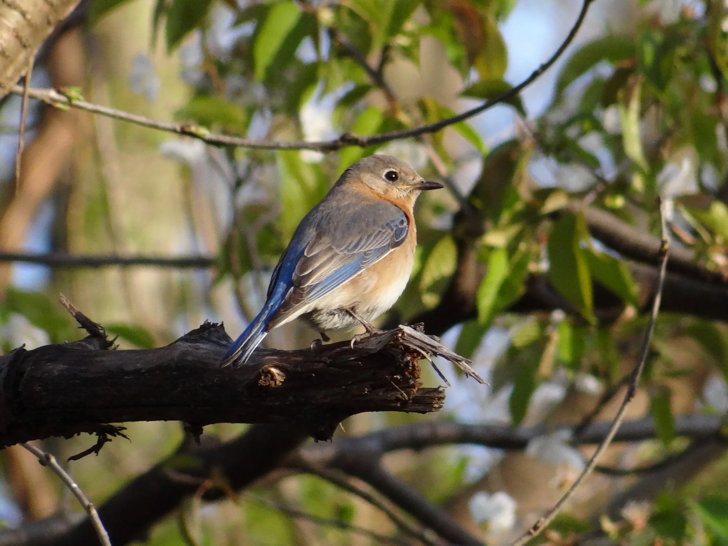 Bluebirds 024.jpg