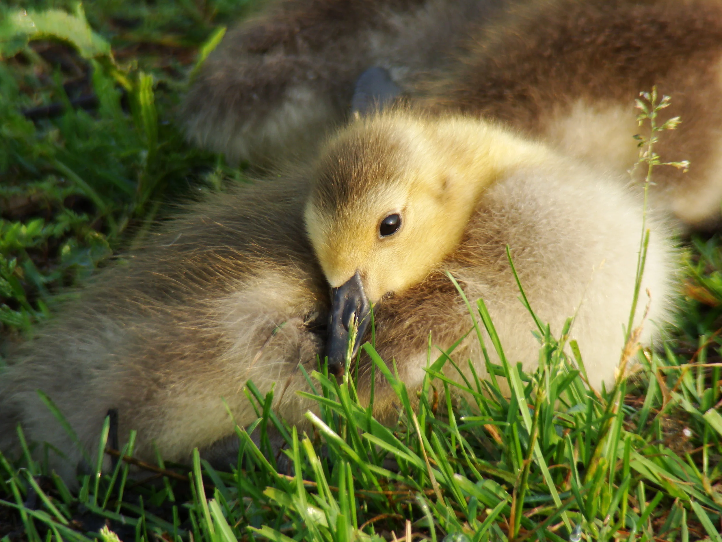 Ducks and Geese 2011 033.jpg