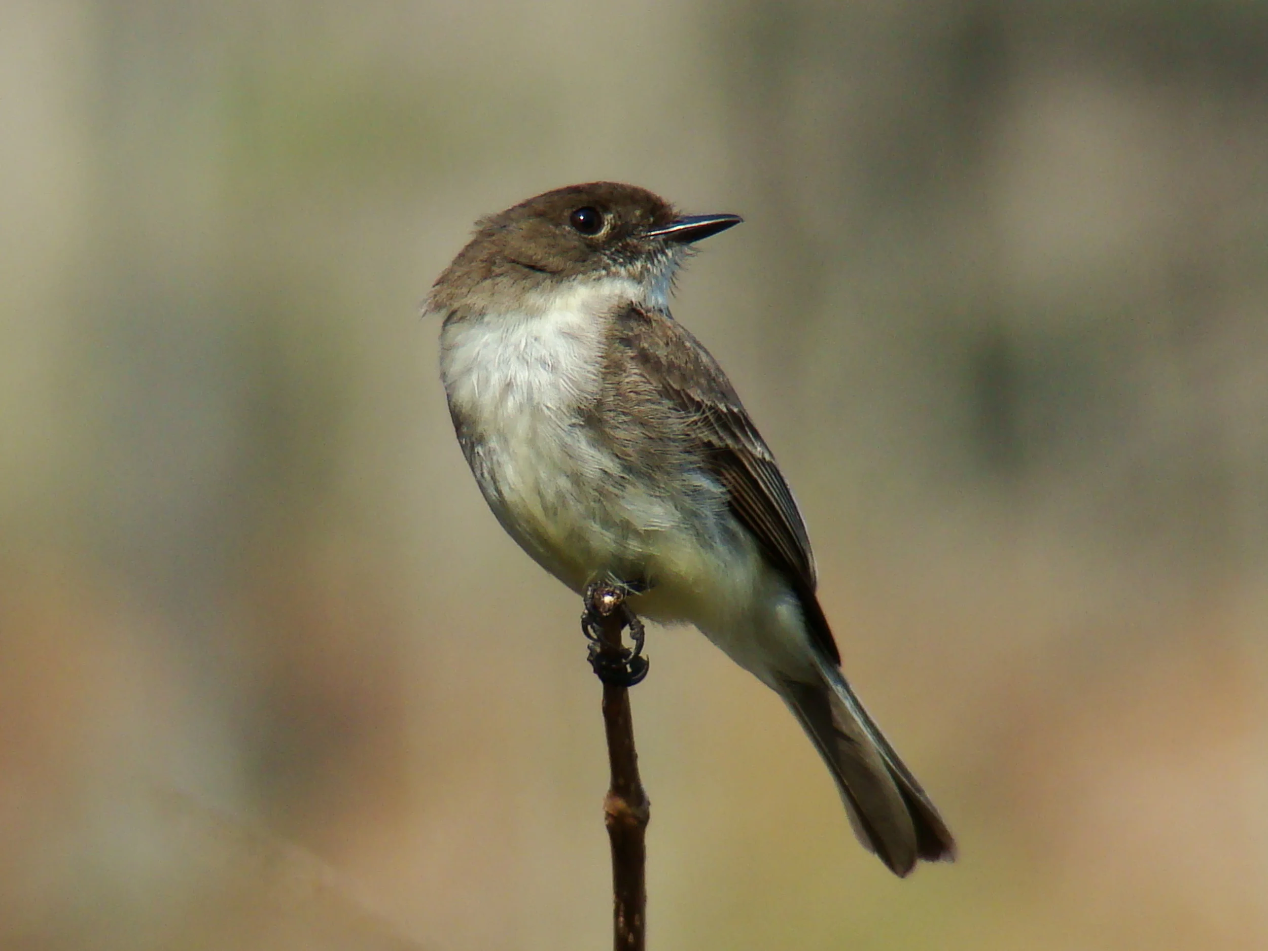 Flycatchers 142.jpg
