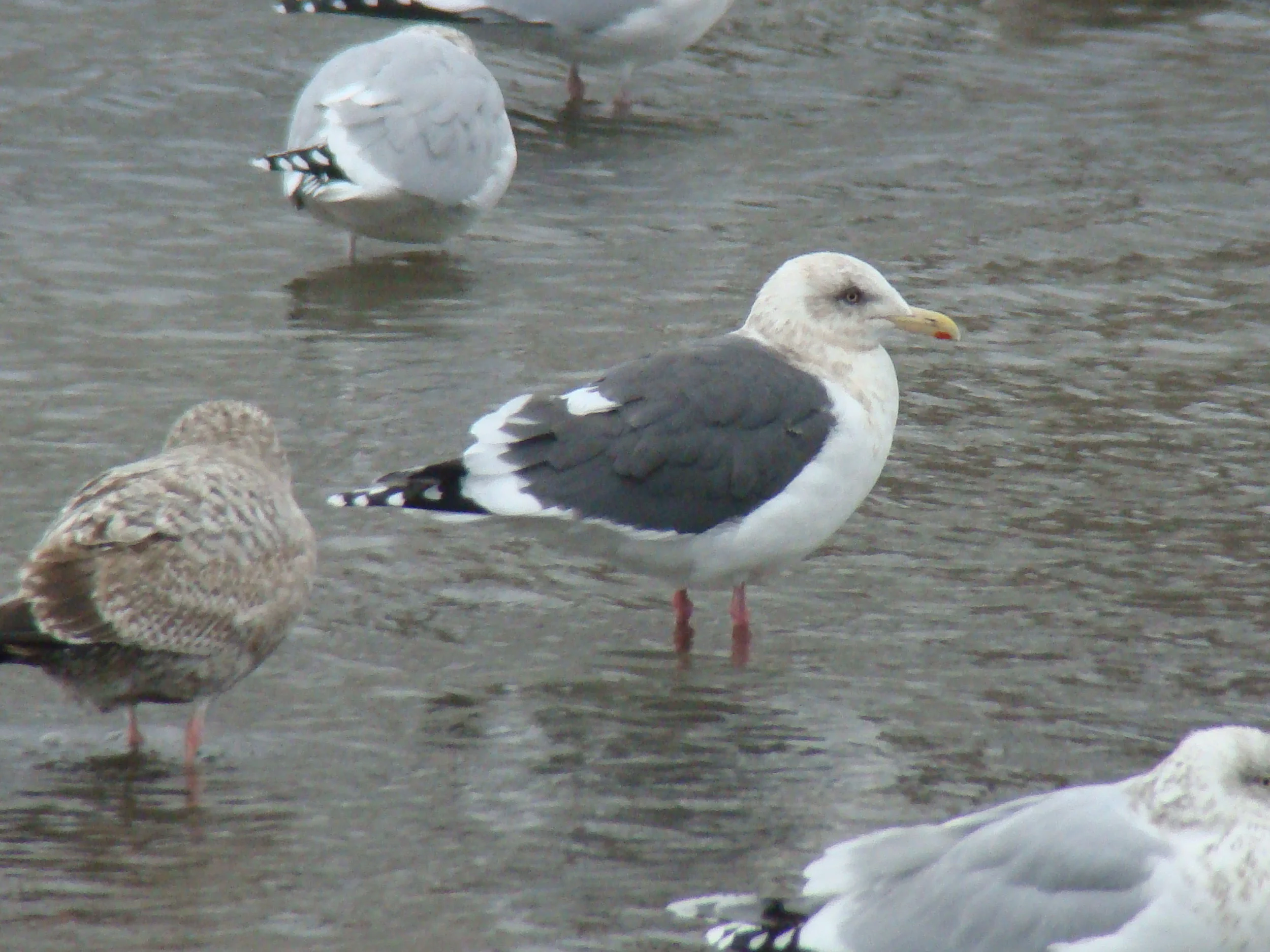 Slaty-backed Gull, Beacon Train Station 1-21-12 158.jpg