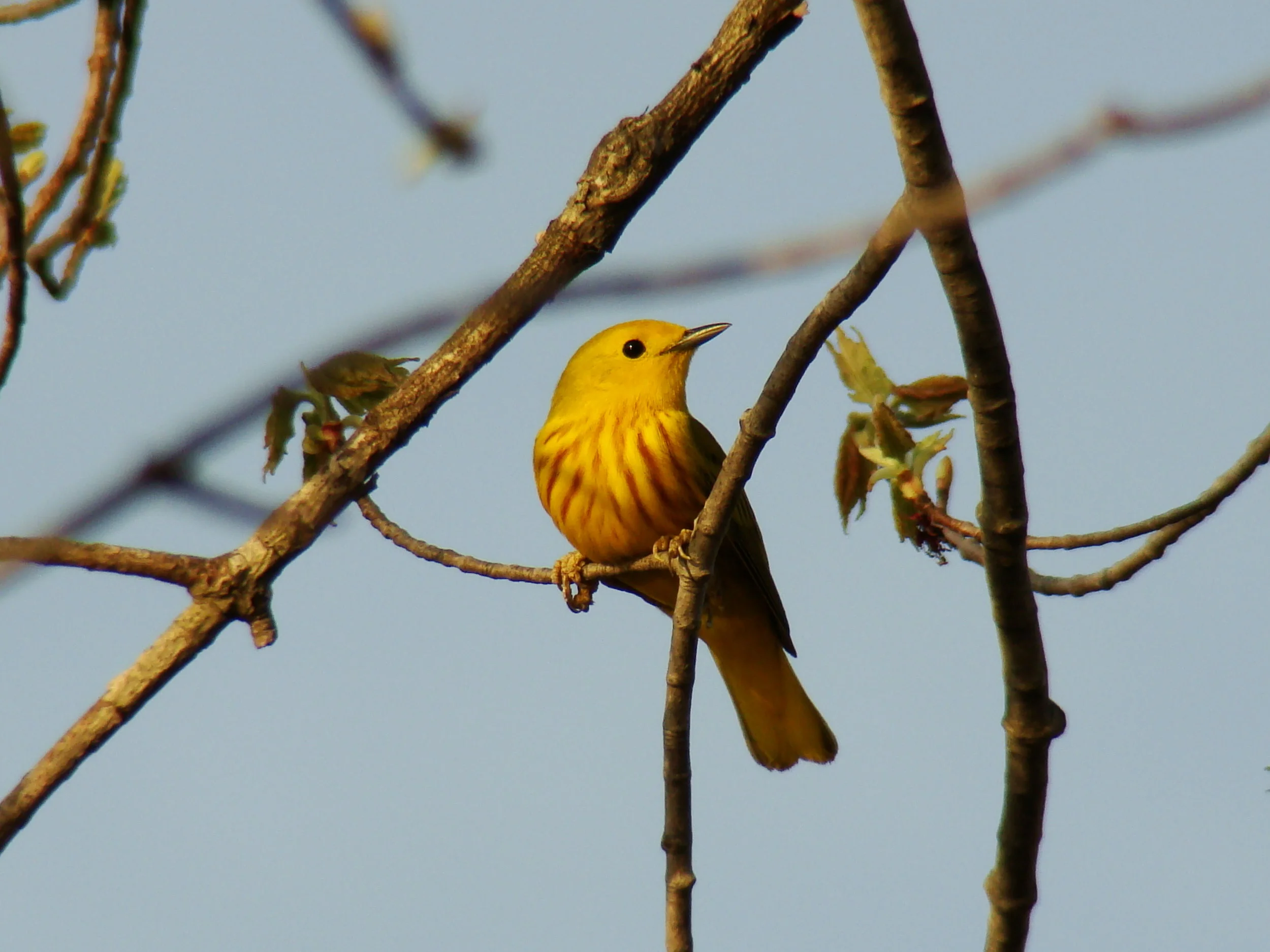 Warblers 121.jpg