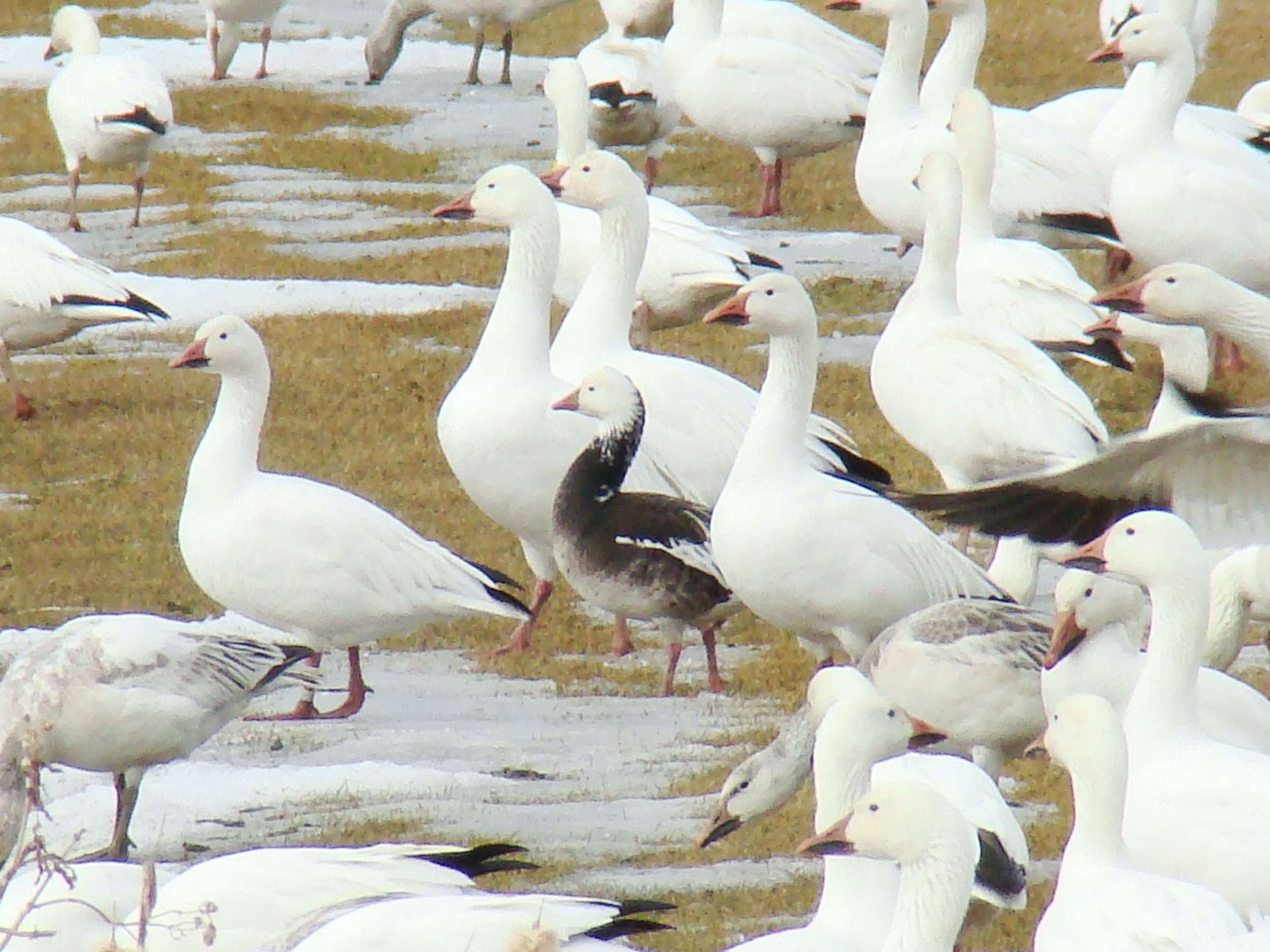 Ross's Goose 016.jpg