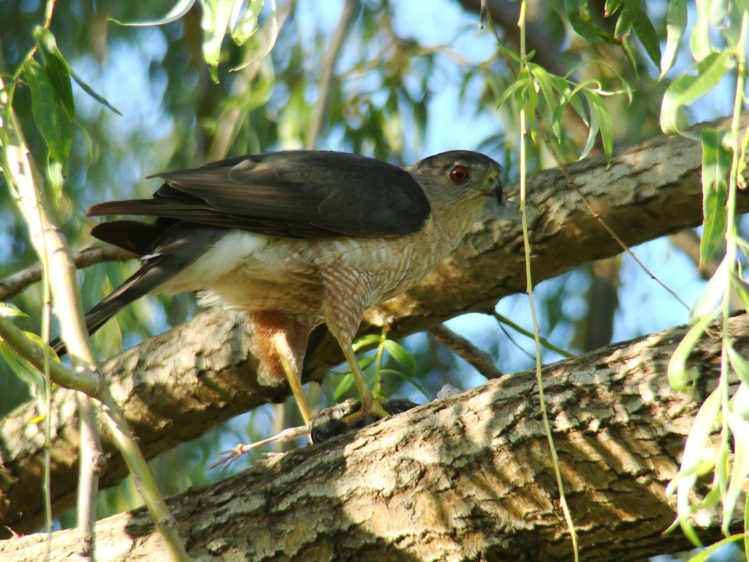 birds of prey 033.jpg