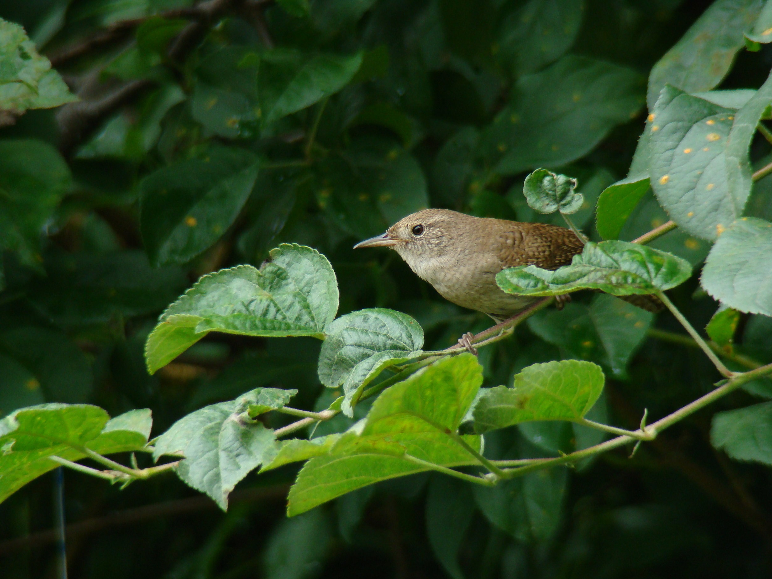 Wrens 065.jpg