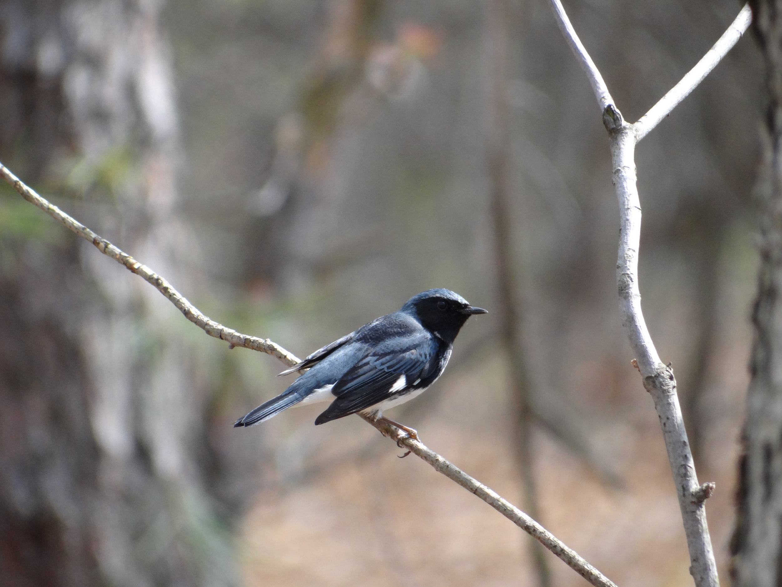 warblers etc. 007.jpg