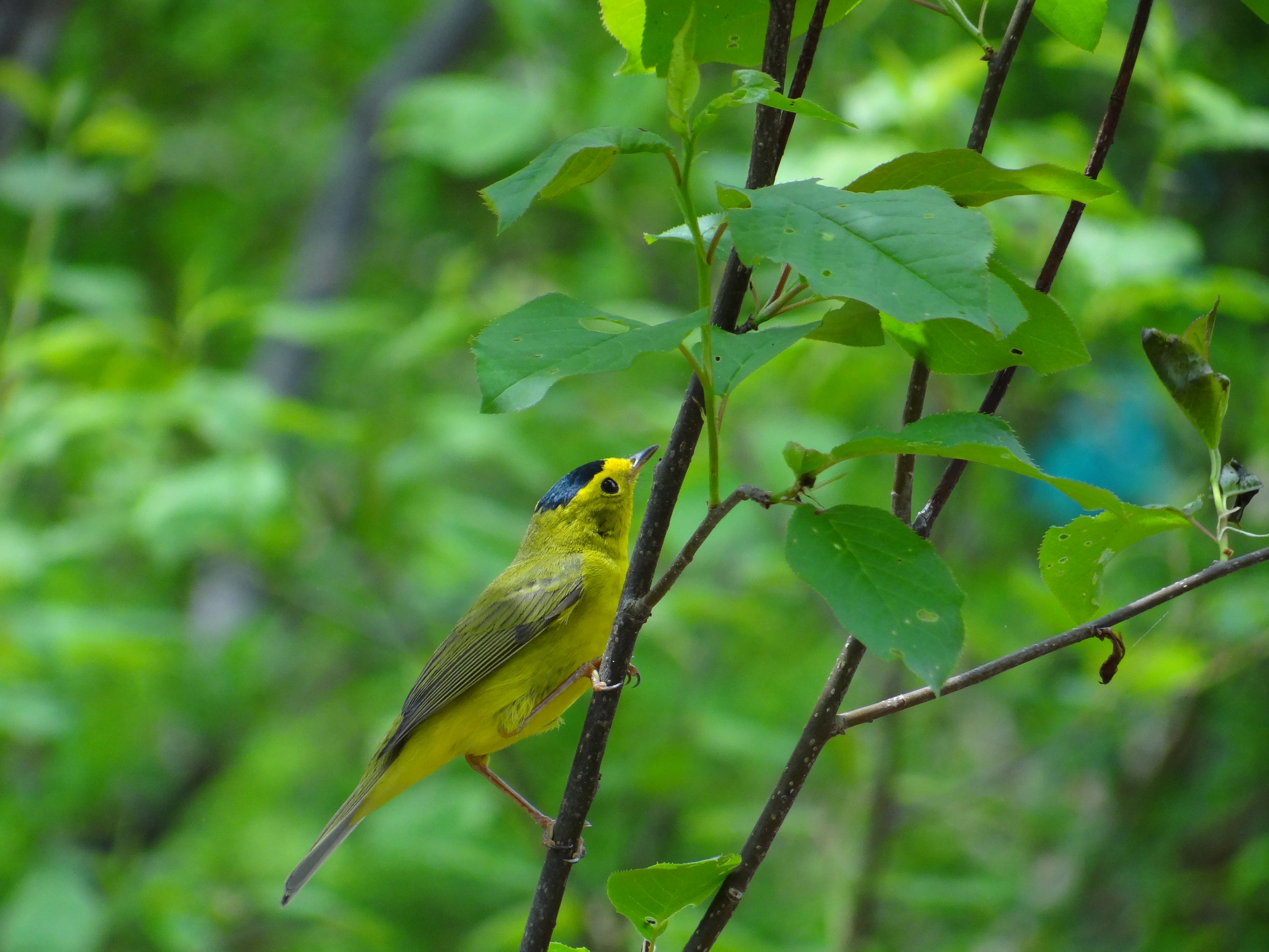 warblers etc. 011.jpg