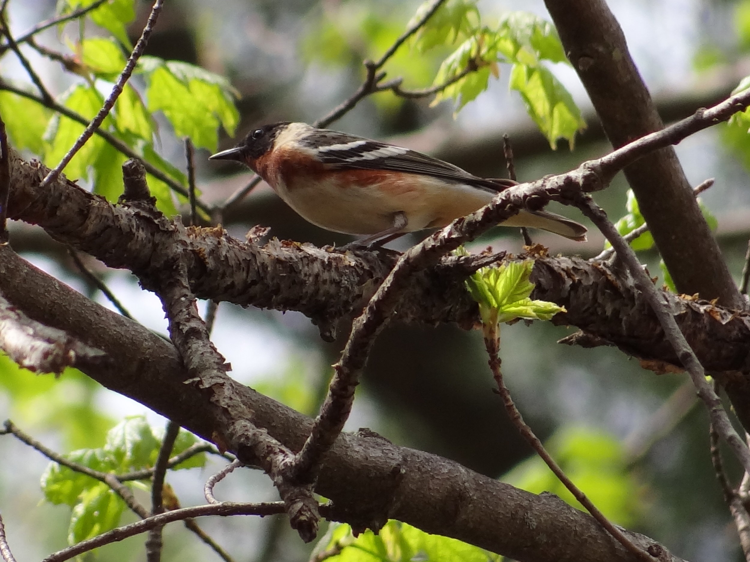 warblers etc. 016.jpg