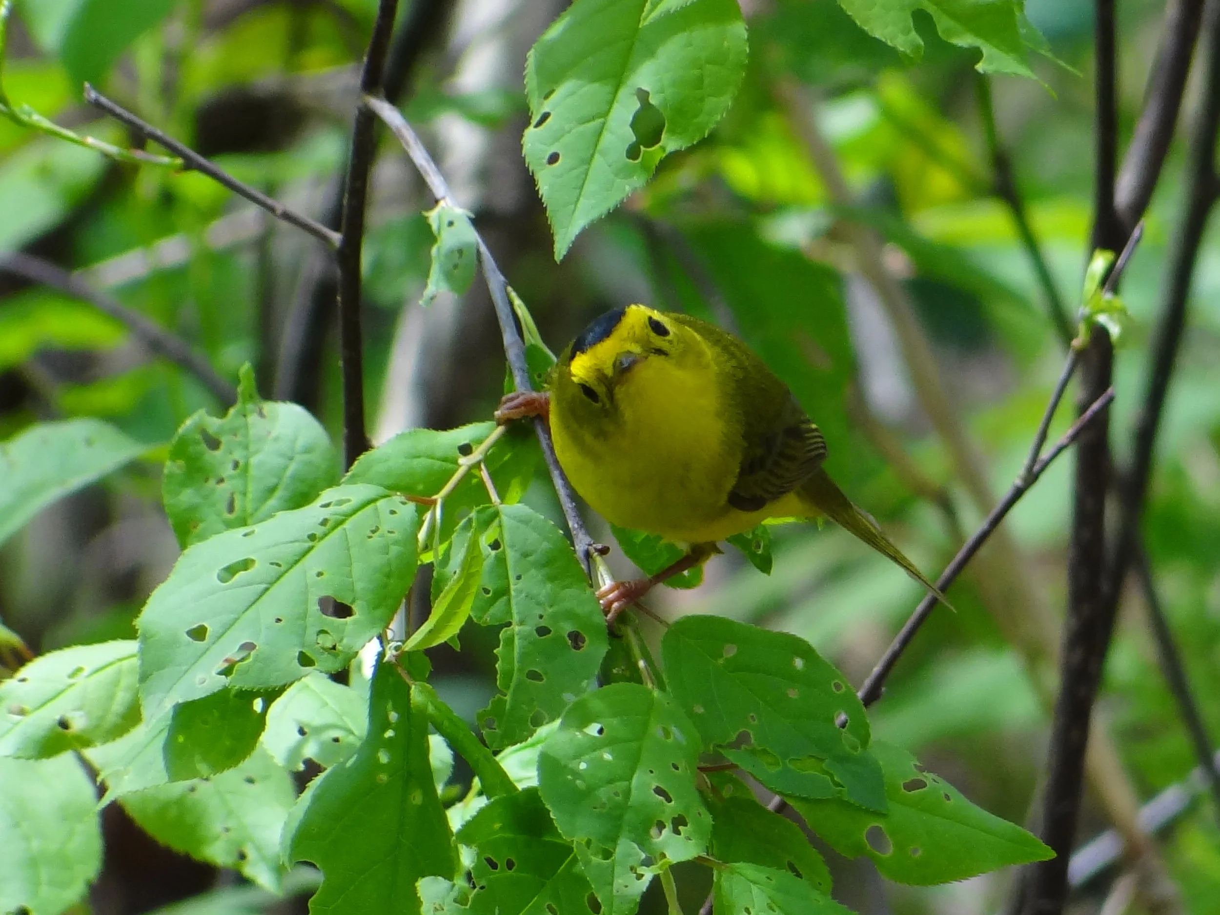 warblers etc. 014.jpg