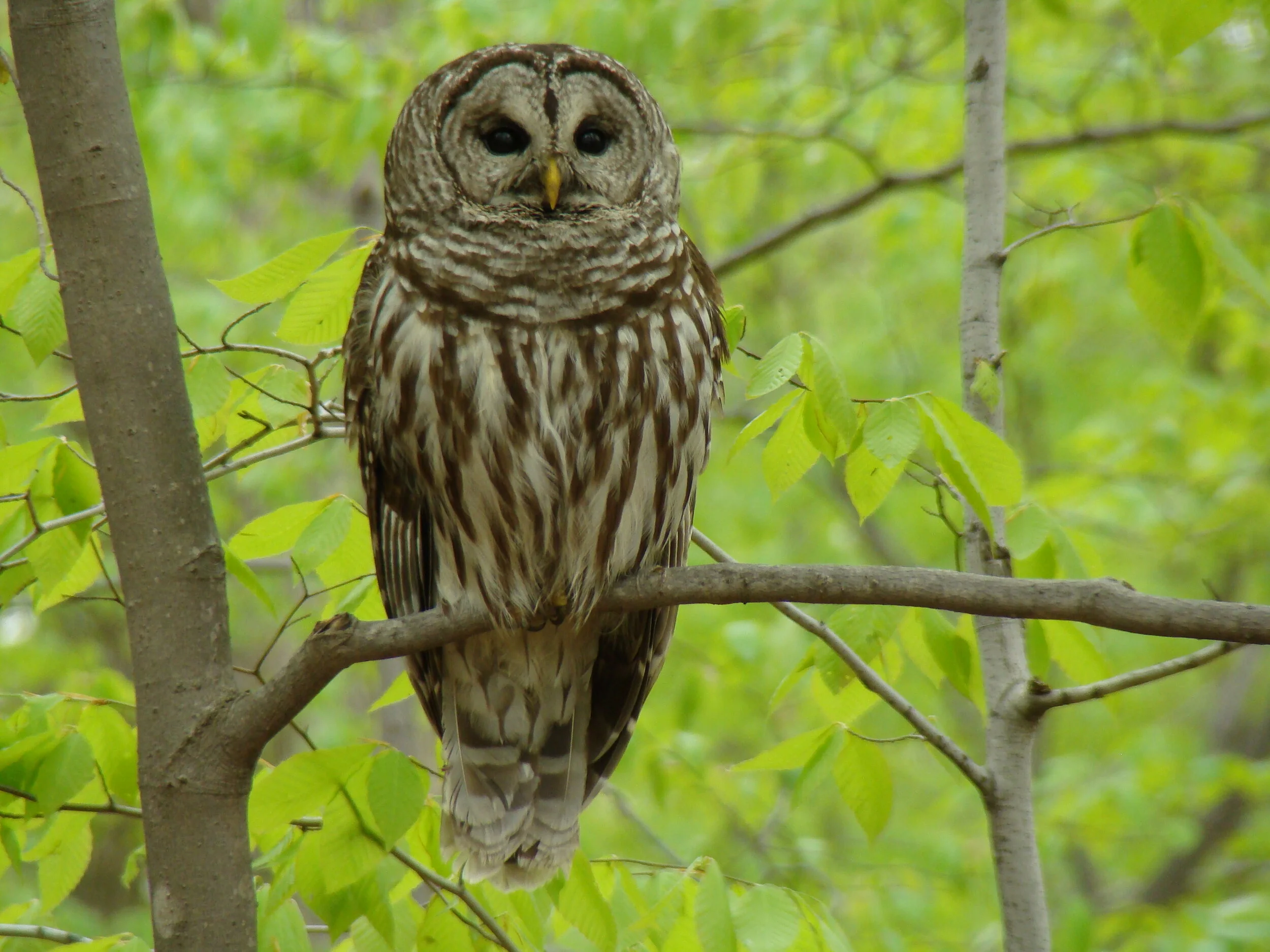 Barred Owl.jpg