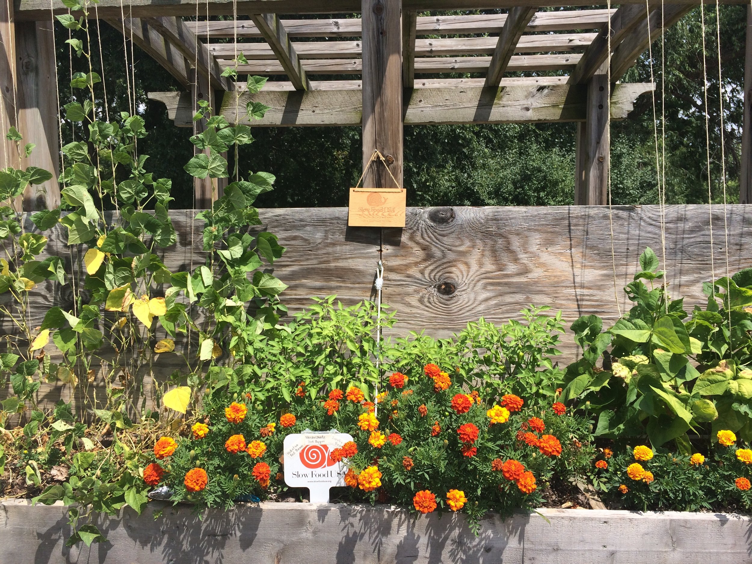 Ark of Taste garden at County Farm Park