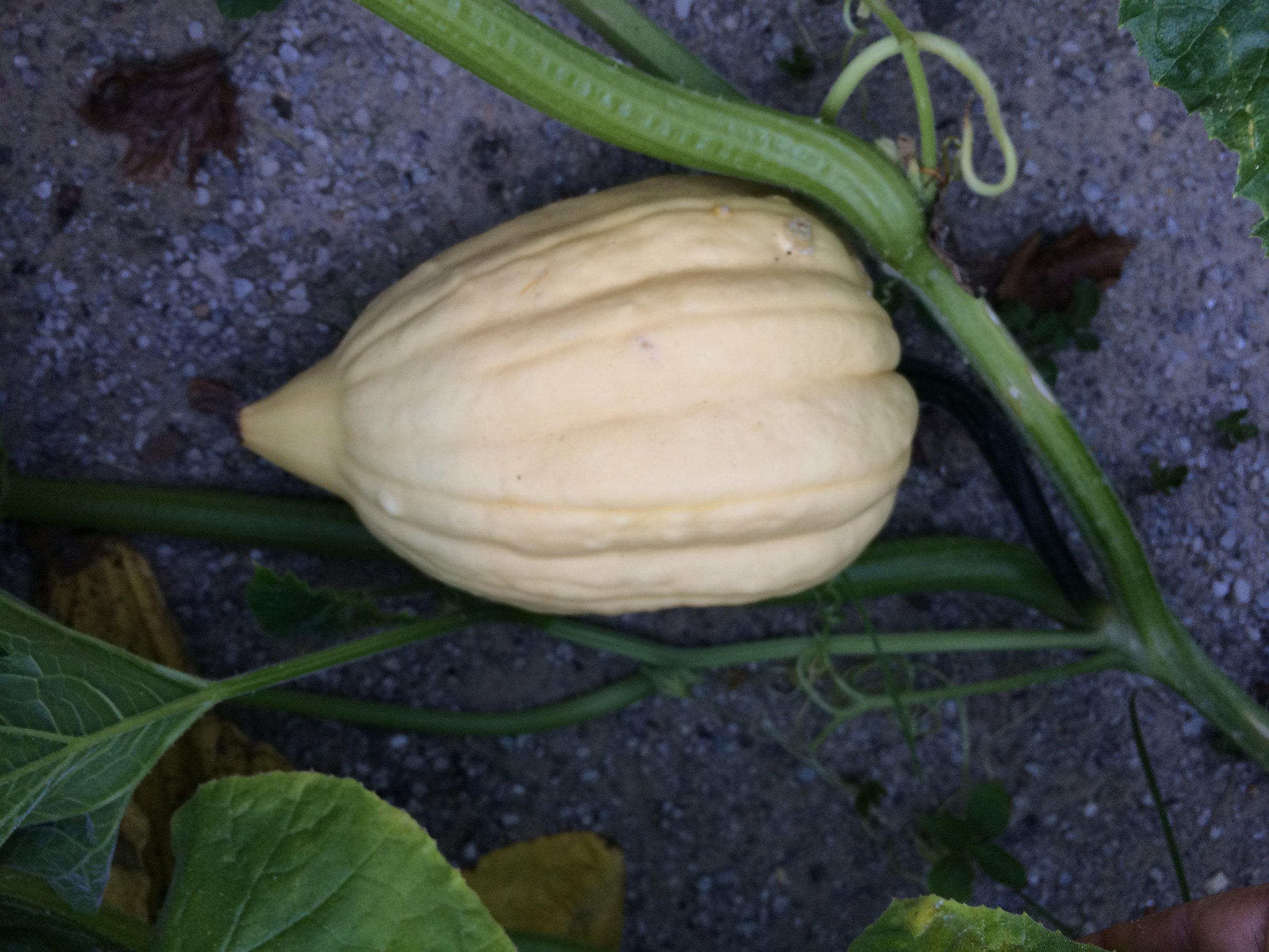 Thelma Sanders Squash