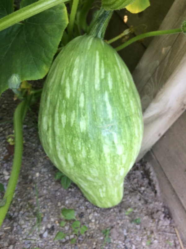 Sibley Squash