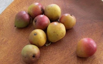 Jesuit Pear Tasting and Grafting