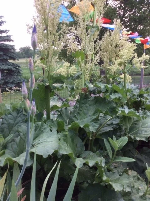 Backyard Ingredients + Summer Recipe