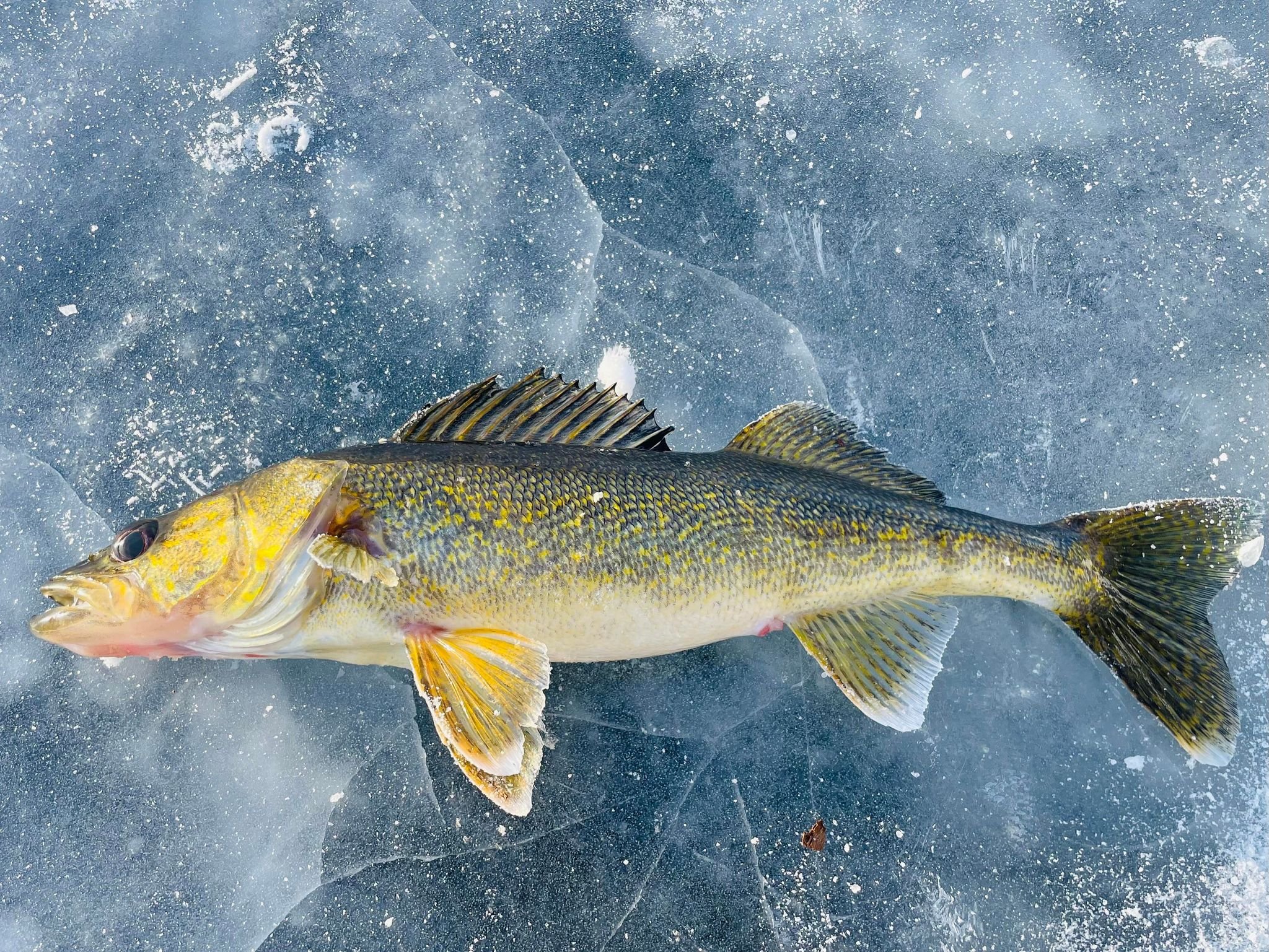 Winter Walleye Techniques — Non-Typical Nation