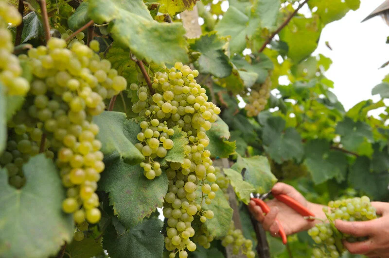 Glera Vineyard & Bunches.jpeg